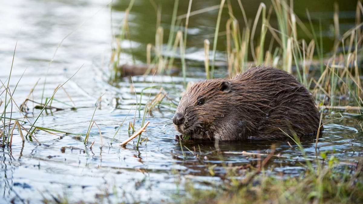 Natural Resources Wales to study feasibility of reintroducing beavers